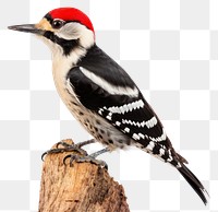 PNG Woodpecker woodpecker animal bird. 