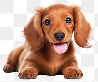 PNG Dachshund puppy dachshund animal. 