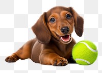 PNG Mammal animal tennis puppy. 