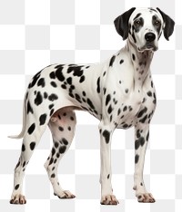 PNG Dalmatian Dog dog dalmatian animal. 