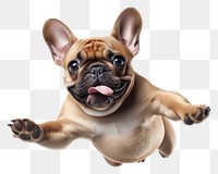 PNG French Bulldog jumping bulldog animal mammal. 