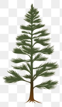 PNG Pine tree drawing sketch plant. 