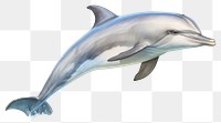 PNG Dolphin animal wildlife mammal. 