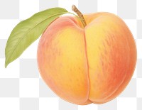 PNG Peach fruit painting apple. 