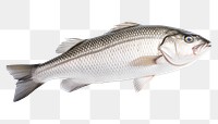 PNG Seabass fish seafood animal  