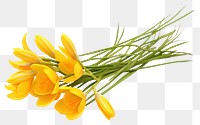 PNG Yellow crocus flower plant petal inflorescence. AI generated Image by rawpixel.
