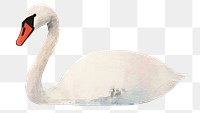 PNG Swan art painting animal. 