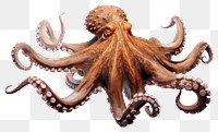 PNG Octopus swimming wildlife animal mammal. AI generated Image by rawpixel.