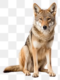 PNG Coyote wolf animal mammal pet. 