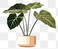 PNG  Alocasia longiloba plant vase leaf. AI generated Image by rawpixel.