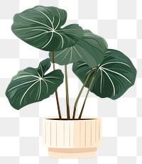 PNG Alocasia longiloba plant leaf houseplant. AI generated Image by rawpixel.