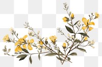 PNG Botanical drawing blossom flower. AI generated Image by rawpixel.