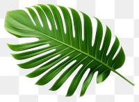 PNG Leaf nature plant green. 