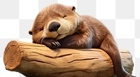 PNG Sleeping otter wildlife cartoon mammal. 