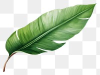 PNG Banana Leaf leaf plant  