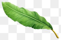 PNG Banana Leaf leaf plant wing. 