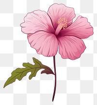 PNG Flower hibiscus drawing plant. 