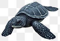 PNG Turtle reptile animal white background. AI generated Image by rawpixel.