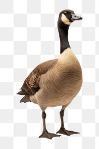 PNG A canada goose animal bird waterfowl. 