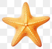 PNG Starfish starfish white background invertebrate. 