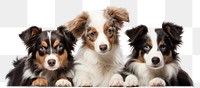 PNG Dogs papillon mammal animal. AI generated Image by rawpixel.