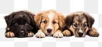 PNG Dogs mammal animal puppy. AI generated Image by rawpixel.