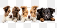 PNG Dogs mammal animal puppy. AI generated Image by rawpixel.