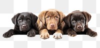 PNG Dogs animal mammal puppy. AI generated Image by rawpixel.