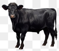 PNG Welsh black cattle livestock mammal animal. 