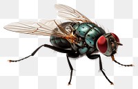 PNG Fly animal insect white background. 