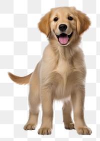 PNG Puppy retriever mammal animal