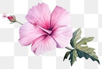 PNG Flower hibiscus blossom plant. AI generated Image by rawpixel.