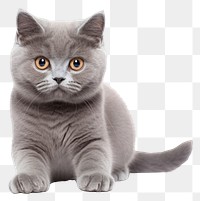 PNG Blue gray british cat animal mammal kitten. 