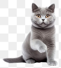 PNG Blue gray british cat animal mammal kitten. 