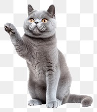 PNG Blue gray british cat waves animal mammal kitten. 