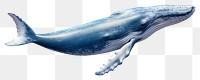 PNG Blue whale animal mammal fish. 