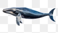 PNG Blue whale animal mammal fish. 