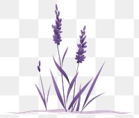 PNG Lavender flower plant grass. AI generated Image by rawpixel.