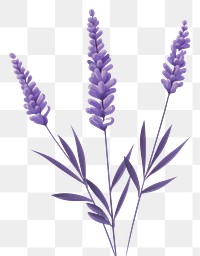 PNG A lavender flower plant inflorescence. 