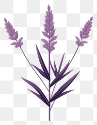 PNG Lavender flower plant triticale. 