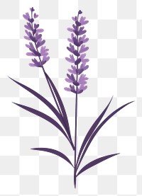 PNG Lavender flower plant inflorescence. 