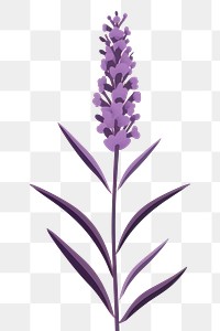 PNG Lavender flower plant inflorescence. 