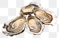 PNG Seafood oyster clam invertebrate. AI generated Image by rawpixel.