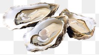 PNG Oysters seafood clam  