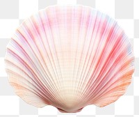 PNG Shell seashell clam  