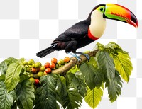 PNG Toucan animal bird beak. AI generated Image by rawpixel.