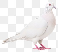 PNG White dove animal pigeon bird. 