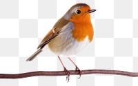 PNG Robin bird animal white background wildlife. 