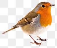 PNG Robin bird animal white background wildlife. 