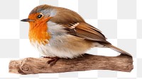 PNG Robin bird animal white background wildlife. 